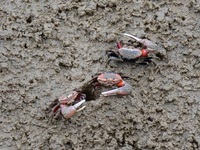 Small crabs gather in the shoal of Jiaozhou Bay for food in Qingdao, China, on October 17, 2024. (