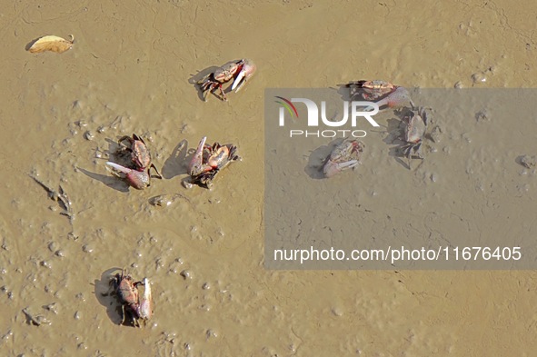 Small crabs gather in the shoal of Jiaozhou Bay for food in Qingdao, China, on October 17, 2024. 