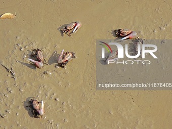 Small crabs gather in the shoal of Jiaozhou Bay for food in Qingdao, China, on October 17, 2024. (