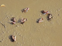 Small crabs gather in the shoal of Jiaozhou Bay for food in Qingdao, China, on October 17, 2024. (