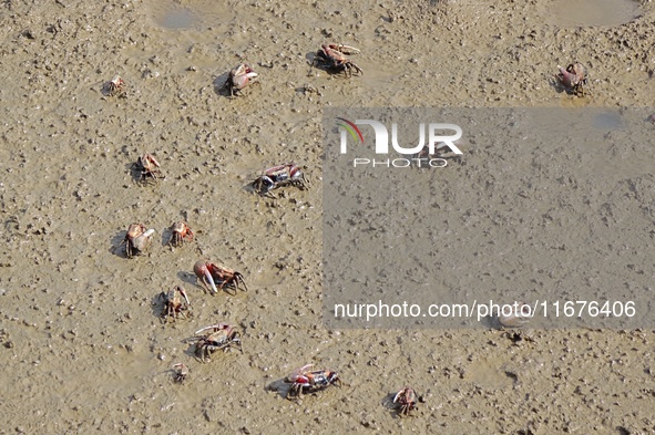 Small crabs gather in the shoal of Jiaozhou Bay for food in Qingdao, China, on October 17, 2024. 