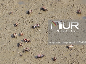 Small crabs gather in the shoal of Jiaozhou Bay for food in Qingdao, China, on October 17, 2024. (