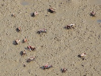 Small crabs gather in the shoal of Jiaozhou Bay for food in Qingdao, China, on October 17, 2024. (