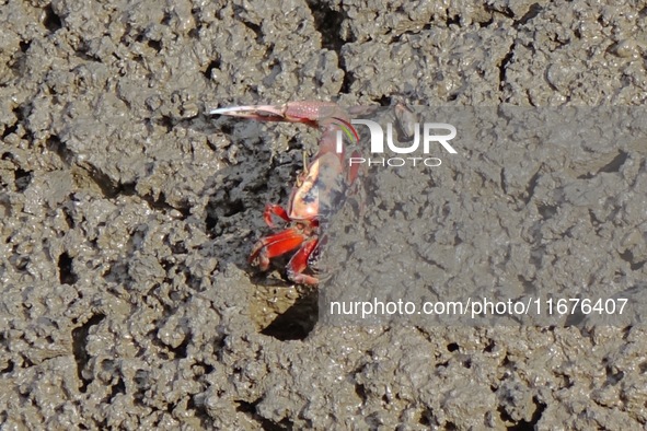 Small crabs gather in the shoal of Jiaozhou Bay for food in Qingdao, China, on October 17, 2024. 