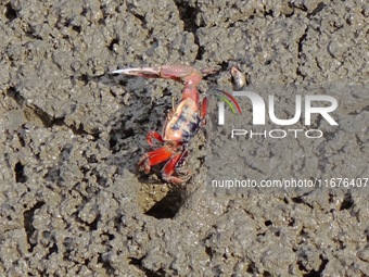 Small crabs gather in the shoal of Jiaozhou Bay for food in Qingdao, China, on October 17, 2024. (