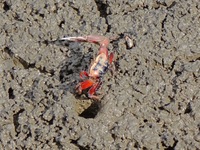 Small crabs gather in the shoal of Jiaozhou Bay for food in Qingdao, China, on October 17, 2024. (