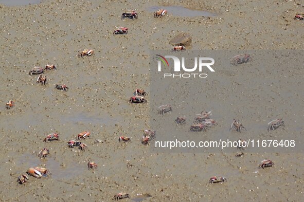 Small crabs gather in the shoal of Jiaozhou Bay for food in Qingdao, China, on October 17, 2024. 