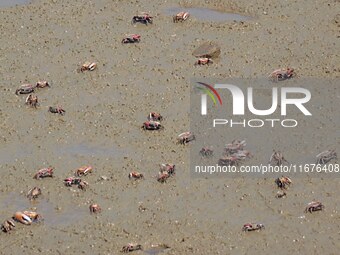 Small crabs gather in the shoal of Jiaozhou Bay for food in Qingdao, China, on October 17, 2024. (