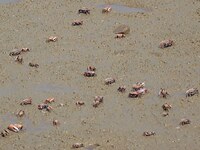 Small crabs gather in the shoal of Jiaozhou Bay for food in Qingdao, China, on October 17, 2024. (