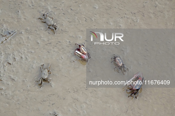 Small crabs gather in the shoal of Jiaozhou Bay for food in Qingdao, China, on October 17, 2024. 