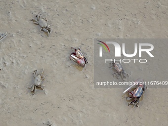 Small crabs gather in the shoal of Jiaozhou Bay for food in Qingdao, China, on October 17, 2024. (