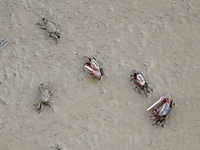 Small crabs gather in the shoal of Jiaozhou Bay for food in Qingdao, China, on October 17, 2024. (