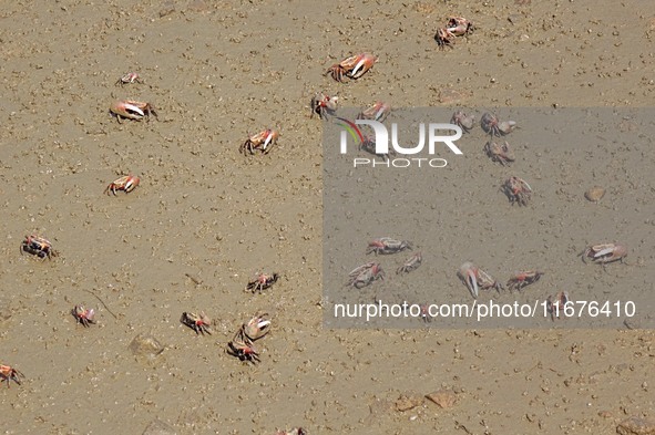 Small crabs gather in the shoal of Jiaozhou Bay for food in Qingdao, China, on October 17, 2024. 