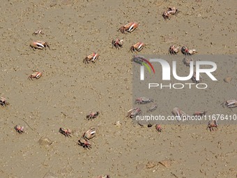 Small crabs gather in the shoal of Jiaozhou Bay for food in Qingdao, China, on October 17, 2024. (