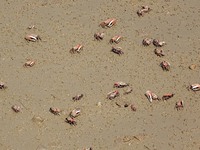 Small crabs gather in the shoal of Jiaozhou Bay for food in Qingdao, China, on October 17, 2024. (