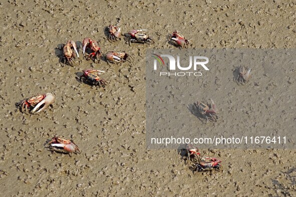 Small crabs gather in the shoal of Jiaozhou Bay for food in Qingdao, China, on October 17, 2024. 