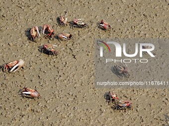 Small crabs gather in the shoal of Jiaozhou Bay for food in Qingdao, China, on October 17, 2024. (