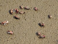 Small crabs gather in the shoal of Jiaozhou Bay for food in Qingdao, China, on October 17, 2024. (