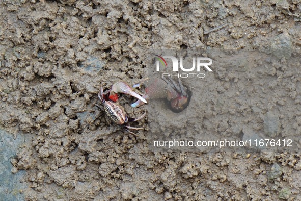 Small crabs gather in the shoal of Jiaozhou Bay for food in Qingdao, China, on October 17, 2024. 