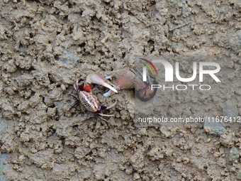 Small crabs gather in the shoal of Jiaozhou Bay for food in Qingdao, China, on October 17, 2024. (