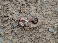 Small crabs gather in the shoal of Jiaozhou Bay for food in Qingdao, China, on October 17, 2024. (