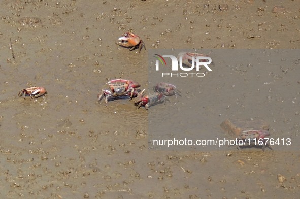 Small crabs gather in the shoal of Jiaozhou Bay for food in Qingdao, China, on October 17, 2024. 