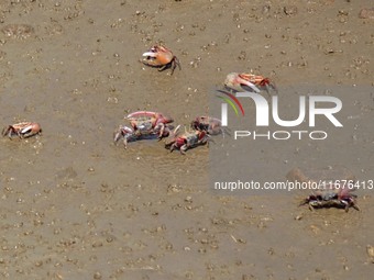 Small crabs gather in the shoal of Jiaozhou Bay for food in Qingdao, China, on October 17, 2024. (