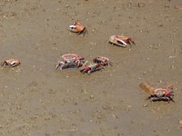 Small crabs gather in the shoal of Jiaozhou Bay for food in Qingdao, China, on October 17, 2024. (