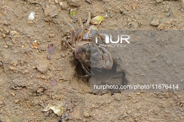 Small crabs gather in the shoal of Jiaozhou Bay for food in Qingdao, China, on October 17, 2024. 