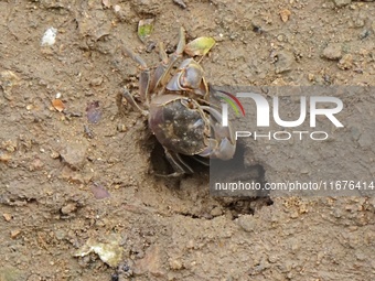 Small crabs gather in the shoal of Jiaozhou Bay for food in Qingdao, China, on October 17, 2024. (