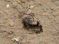 Small crabs gather in the shoal of Jiaozhou Bay for food in Qingdao, China, on October 17, 2024. (