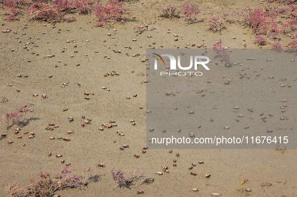 Small crabs gather in the shoal of Jiaozhou Bay for food in Qingdao, China, on October 17, 2024. 