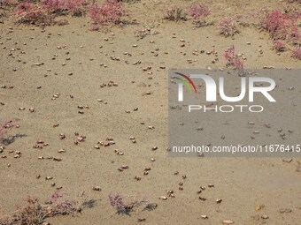 Small crabs gather in the shoal of Jiaozhou Bay for food in Qingdao, China, on October 17, 2024. (