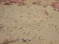 Small crabs gather in the shoal of Jiaozhou Bay for food in Qingdao, China, on October 17, 2024. (