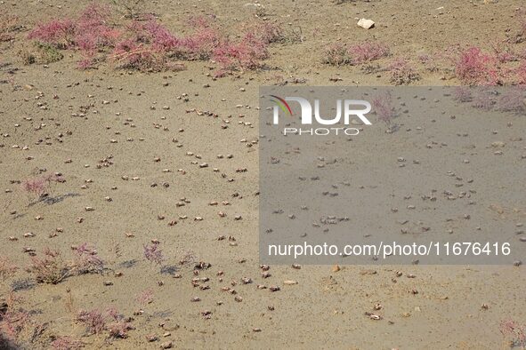 Small crabs gather in the shoal of Jiaozhou Bay for food in Qingdao, China, on October 17, 2024. 