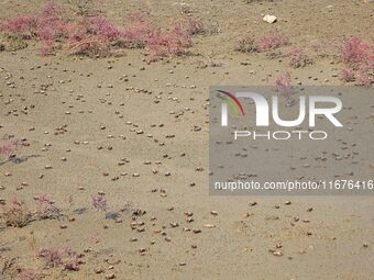 Small crabs gather in the shoal of Jiaozhou Bay for food in Qingdao, China, on October 17, 2024. (