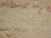 Small crabs gather in the shoal of Jiaozhou Bay for food in Qingdao, China, on October 17, 2024. (