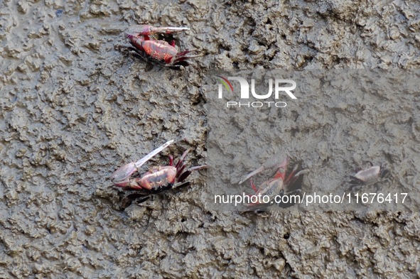 Small crabs gather in the shoal of Jiaozhou Bay for food in Qingdao, China, on October 17, 2024. 