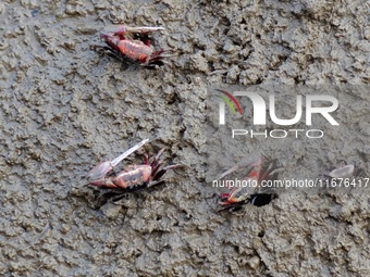 Small crabs gather in the shoal of Jiaozhou Bay for food in Qingdao, China, on October 17, 2024. (