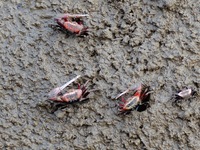 Small crabs gather in the shoal of Jiaozhou Bay for food in Qingdao, China, on October 17, 2024. (