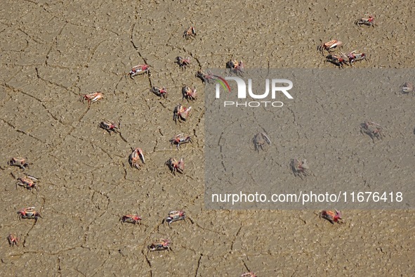 Small crabs gather in the shoal of Jiaozhou Bay for food in Qingdao, China, on October 17, 2024. 