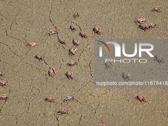 Small crabs gather in the shoal of Jiaozhou Bay for food in Qingdao, China, on October 17, 2024. (