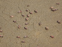 Small crabs gather in the shoal of Jiaozhou Bay for food in Qingdao, China, on October 17, 2024. (