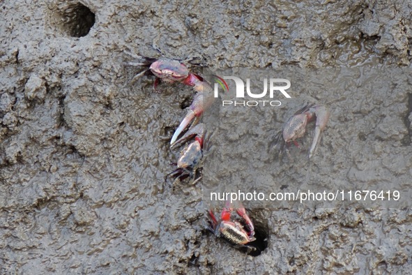 Small crabs gather in the shoal of Jiaozhou Bay for food in Qingdao, China, on October 17, 2024. 