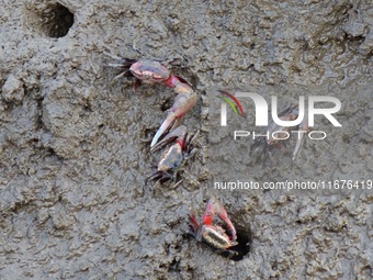 Small crabs gather in the shoal of Jiaozhou Bay for food in Qingdao, China, on October 17, 2024. (