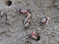 Small crabs gather in the shoal of Jiaozhou Bay for food in Qingdao, China, on October 17, 2024. (