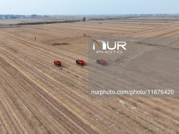 Workers drive a fertilizer spreader to distribute organic fertilizer in preparation for wheat planting in a high-standard farmland in Liaoch...