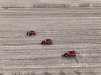 Workers drive a fertilizer spreader to distribute organic fertilizer in preparation for wheat planting in a high-standard farmland in Liaoch...