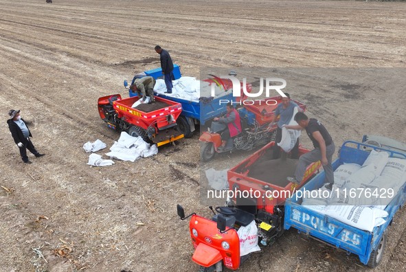 Workers drive a fertilizer spreader to distribute organic fertilizer in preparation for wheat planting in a high-standard farmland in Liaoch...