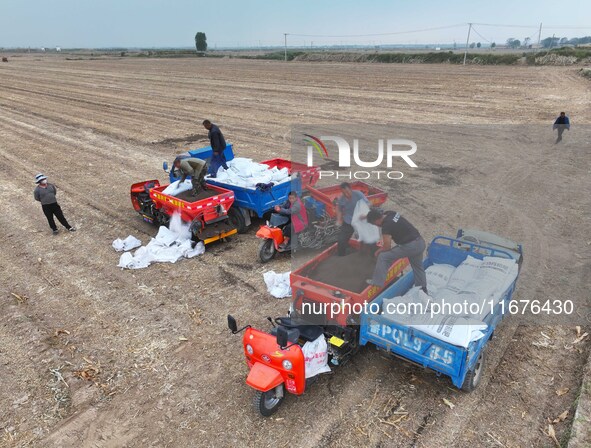 Workers drive a fertilizer spreader to distribute organic fertilizer in preparation for wheat planting in a high-standard farmland in Liaoch...